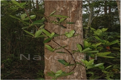 Ancistrocladus heyneanus